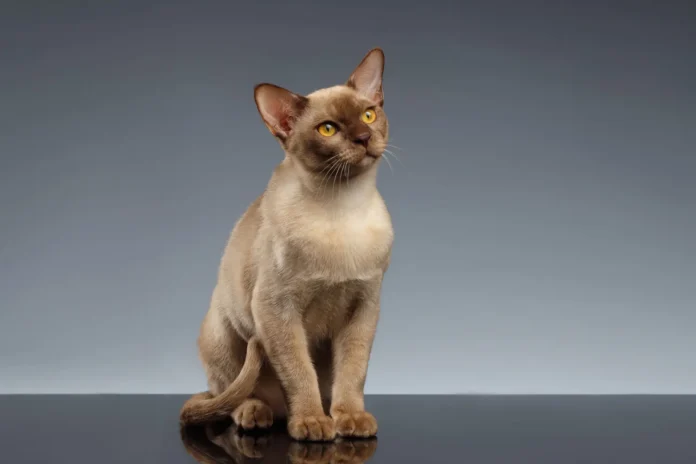 il gatto burmese tra i protagonisti della mostra i gatti più belli del mondo