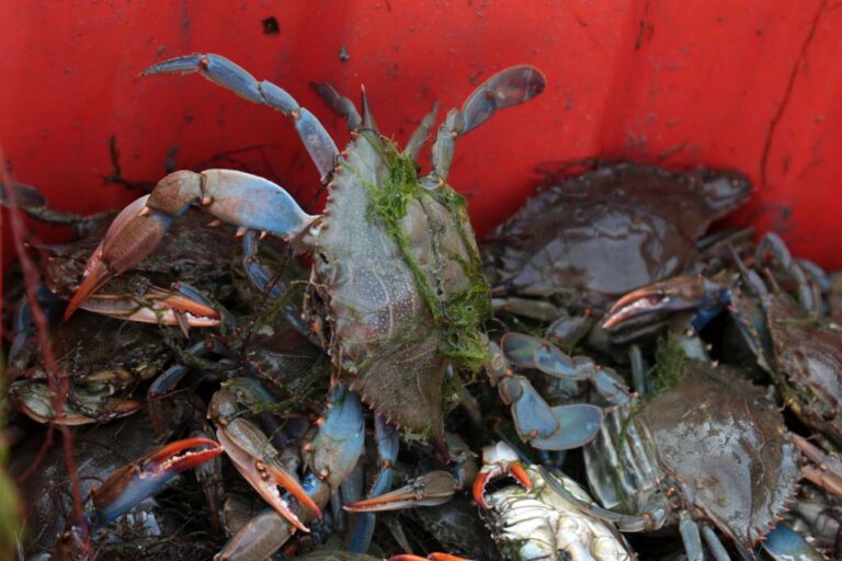 Granchio Blu, Corazzari “Sistema Veneto nel contrasto a specie aliena”