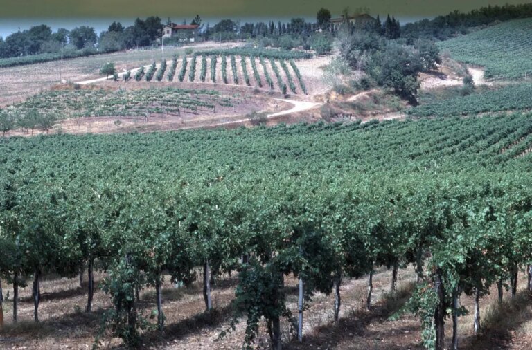 L’Italia riconquista il primato mondiale di produzione del vino