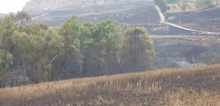 Incendi a Piana degli Albanesi, Cgil Palermo “Un disastro”