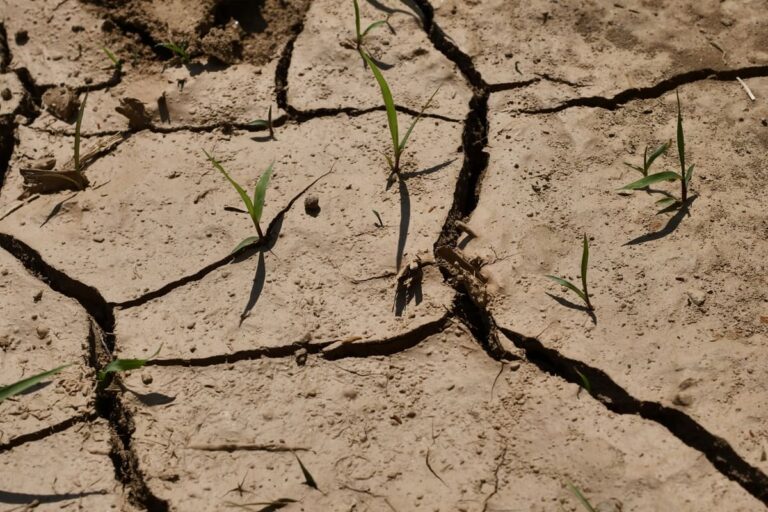 Siccità, 35 milioni a sostegno di oltre 23mila aziende siciliane danneggiate