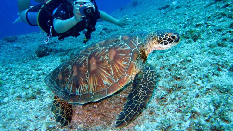 Dalla Regione Sardegna 430.000 euro per la fauna marina nel 2025