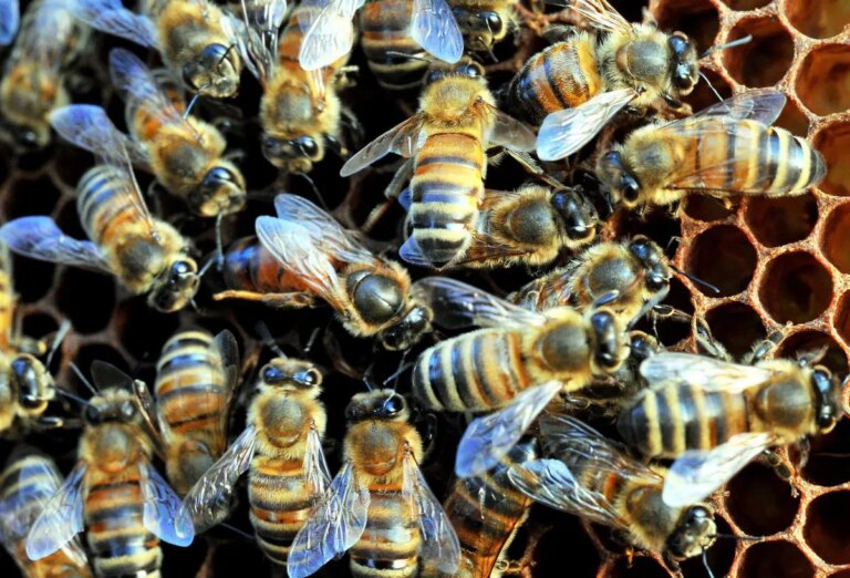 La Regione Veneto apre il bando per i contributi per il settore apicoltura, Caner “Presidio ecologico insostituibile”