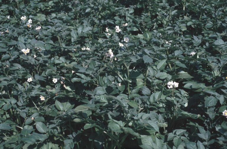 Emergenza fitosanitaria in Veneto, nuovi focolai di organismi nocivi. Caner: “La Regione metterà in campo tutte le misure necessarie”