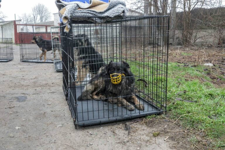 Cani randagi attaccano escursionisti nel napoletano, rintracciati dai carabinieri