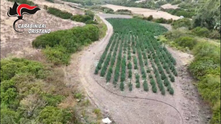 Scoperta una piantagione di marijuana a Oristano, 8 arresti
