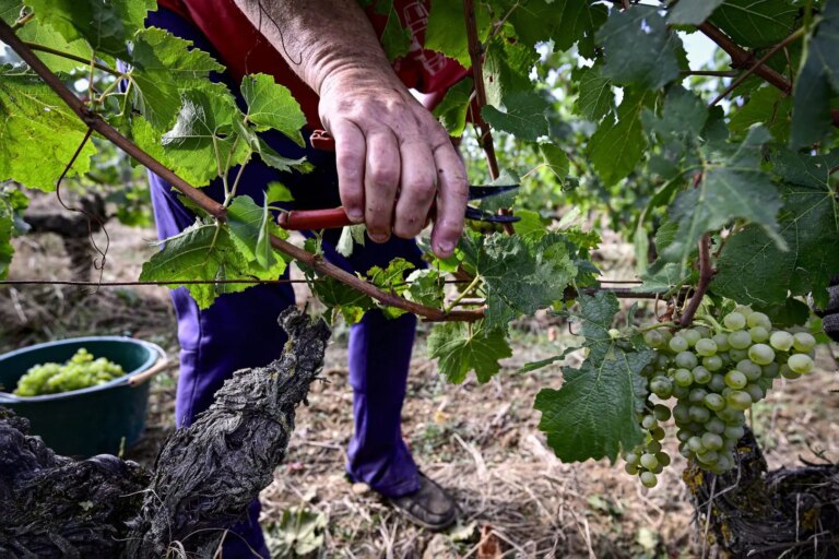 Vendemmia 2025, qualità eccellente per le uve Trentodoc
