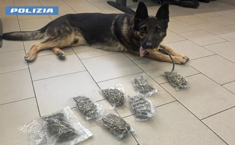 Milano, 4kg di marijuana nel letto dei bambini: arrestata una coppia