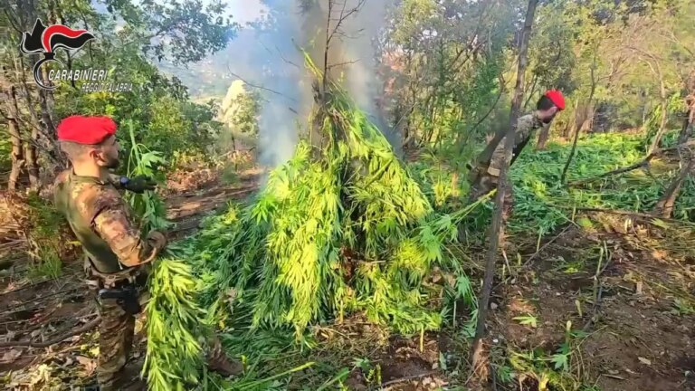 Scoperta una maxi piantagione di marijuana nella Locride