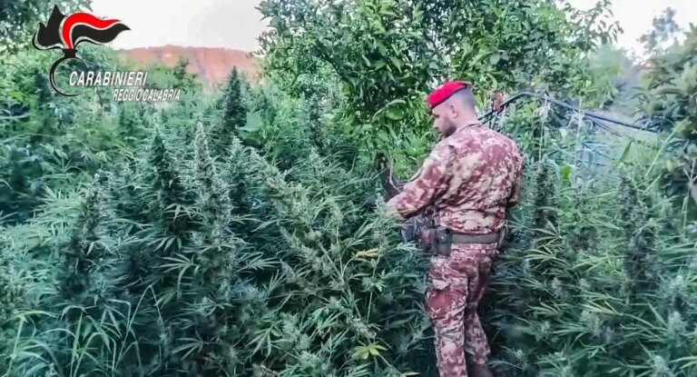 I Carabinieri scoprono una piantagione di cannabis e un deposito di armi nel Reggino
