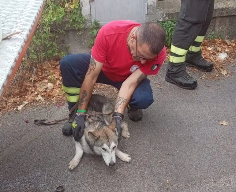 Cane lanciato dal viadotto Palermo-Sciacca, Ferrandelli “Ennesima crudeltà”