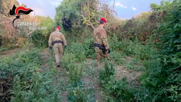 Scoperta piantagione di marijuana, arrestati due reggini e sequestrati 100 chili di sostanza