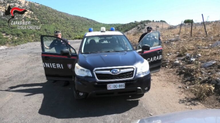 Danno fuoco a dei cavi di rame in un bosco, due arresti nel palermitano