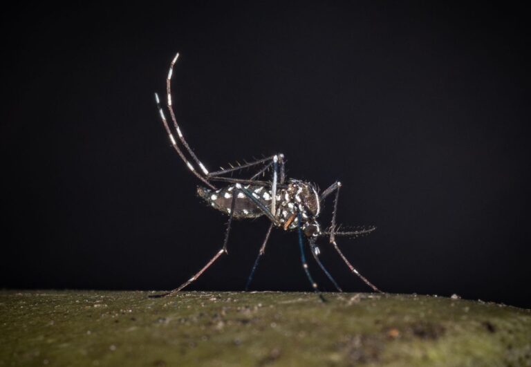 West Nile, dimessa la paziente ricoverata a Messina