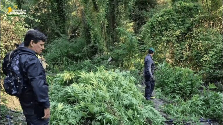 Vaste piantagioni di canapa per 3 milioni di euro, maxi-sequestro nel Catanzarese