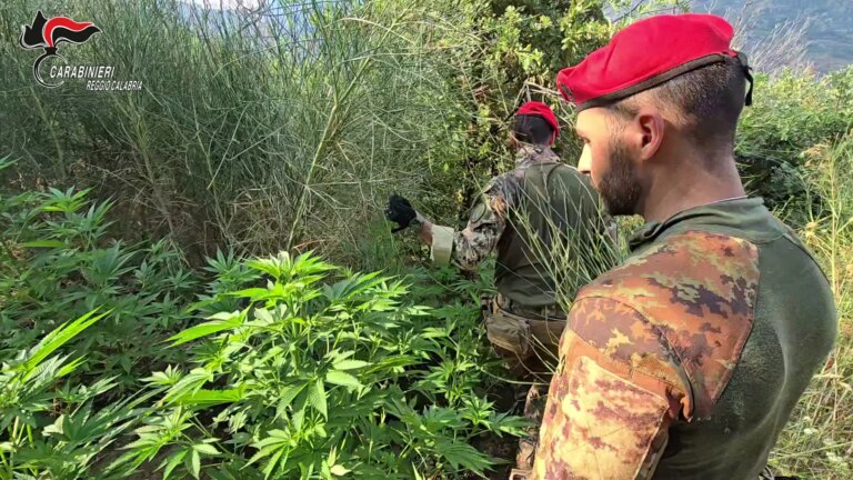 Rinvenuta nell’Aspromonte reggino una piantagione di canapa indiana