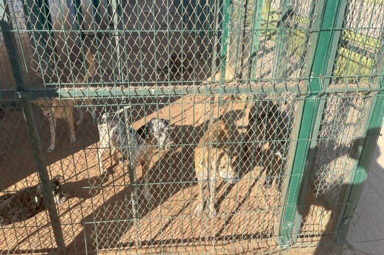 Cliniche, app e cure: così il Marocco affronta la questione randagismo