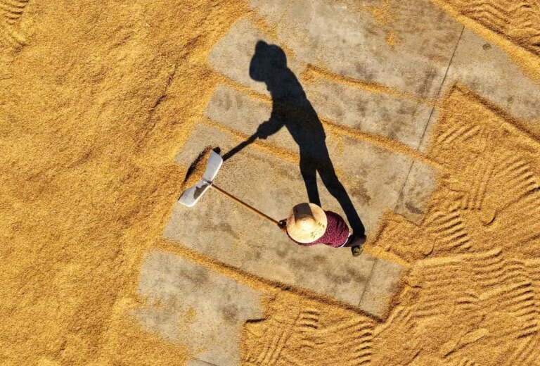 Cina: in corso la raccolta autunnale dei cereali (1)