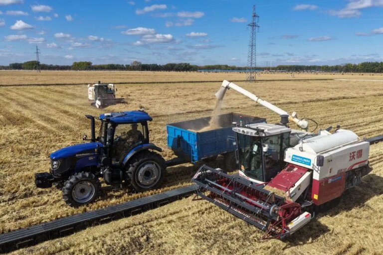 Cina: prosegue la raccolta autunnale di cereali nello Heilongjiang (2)