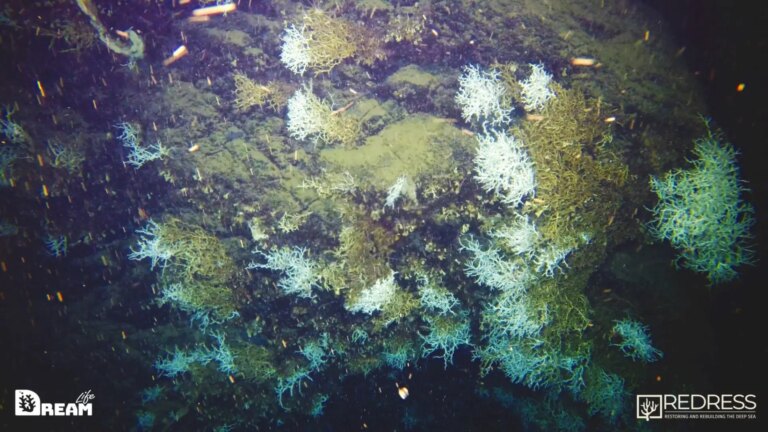 Nel Golfo di Napoli scoperta una grande scogliera corallina a 500 metri di profondità