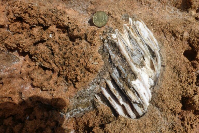 Ritrovati nel Siracusano i resti di un elefante nano vissuto nel Pleistocene