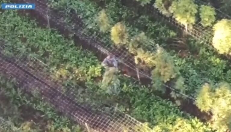 Scoperto a Verona un laboratorio per la produzione di marijuana e hashish, un arresto