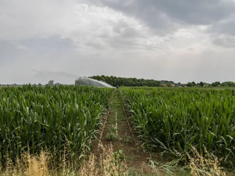 Anticipi Pac, già erogati 29 milioni di euro agli agricoltori