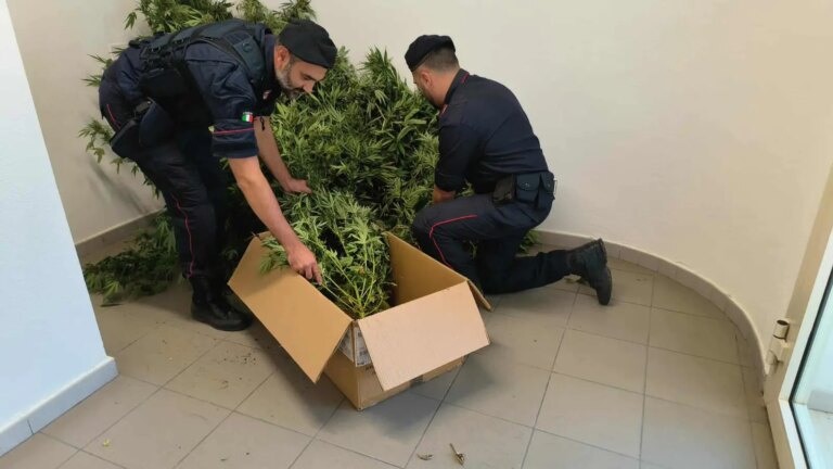 Scoperta una serra di marijuana a Sestu, arrestato un 44enne del posto