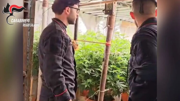 Scoperto un bunker con piantagione “indoor” di marijuana nel Reggino, due denunciati