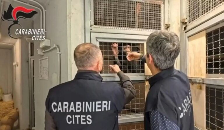 Teneva in casa uno scimpanzé a rischio d’estinzione, un uomo denunciato nel Siracusano