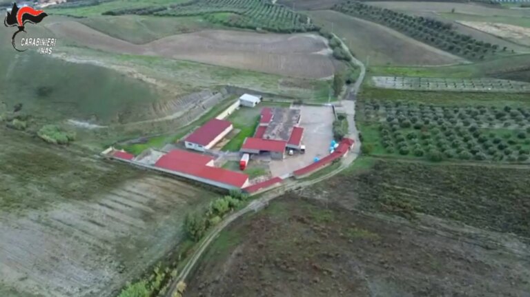 Macellazione clandestina di cavalli, un arresto e 5 denunce nel Crotonese