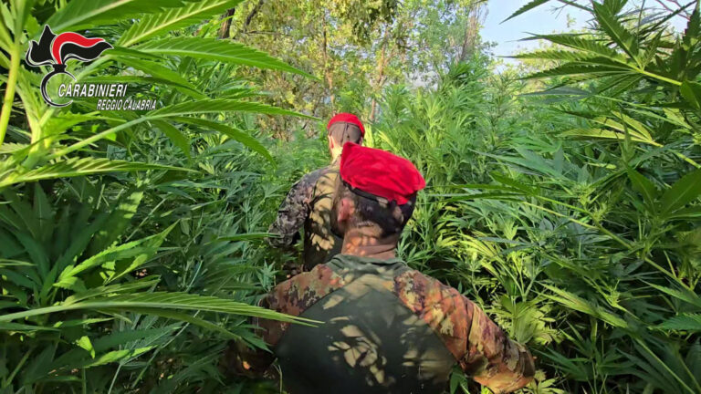 Maxi coltivazione di marijuana nelle campagne del Reggino, un arresto