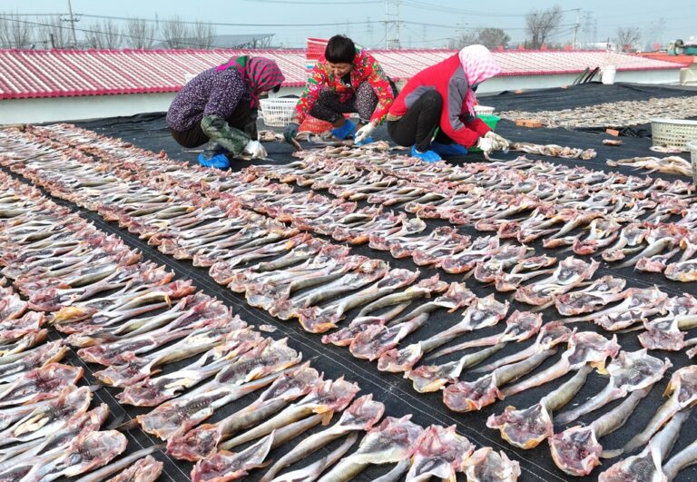 Cina: a Tangshan la tradizione del pesce essiccato sostiene mercato locale (1)
