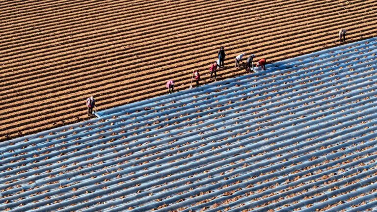 Cina: gli agricoltori si preparano al termine solare della “Grande Neve” (1)