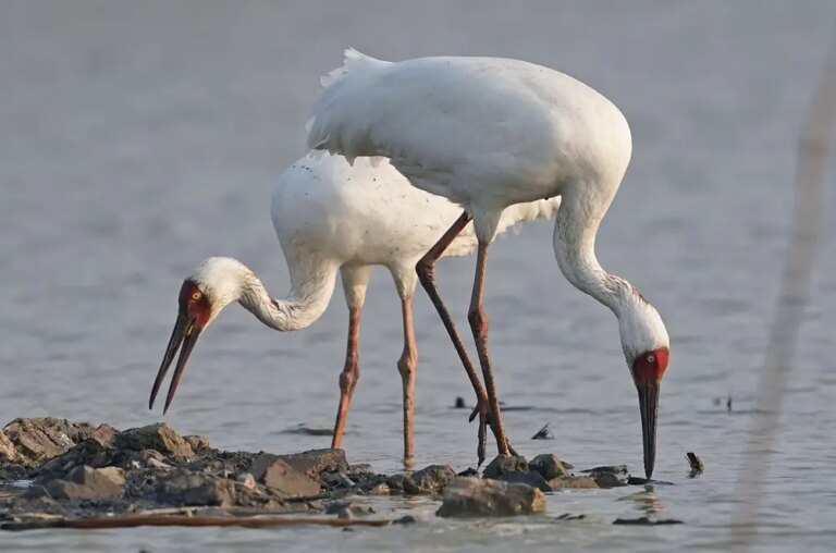 Cina: lago Poyang meta dello svernamento degli uccelli migratori (3)