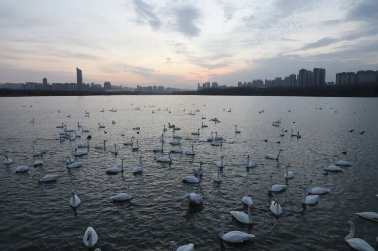Cina: i cigni migratori svernano nella zona umida di Sanmenxia (3)