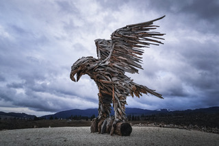 Aquila Altopiano Marcesina -©mattiamarasco