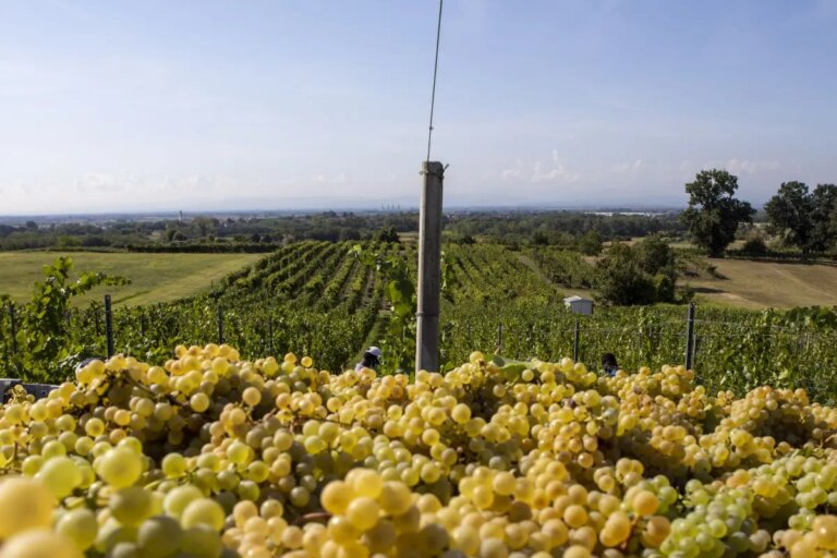 Vendemmia, il Veneto primeggia ma diminuiscono i prezzi delle uve rispetto al 2024