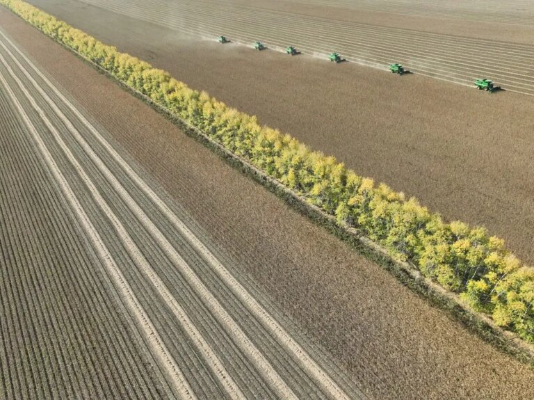 Cina: Heilongjiang conferma il primato nella produzione cerealicola (2)