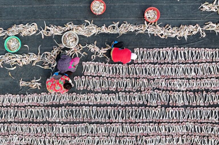 Cina: a Tangshan la tradizione del pesce essiccato sostiene mercato locale (2)