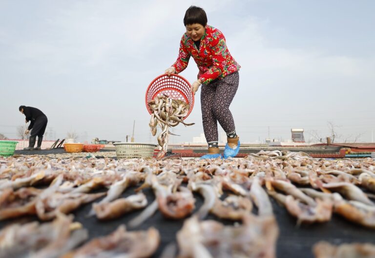 Cina: a Tangshan la tradizione del pesce essiccato sostiene mercato locale (3)