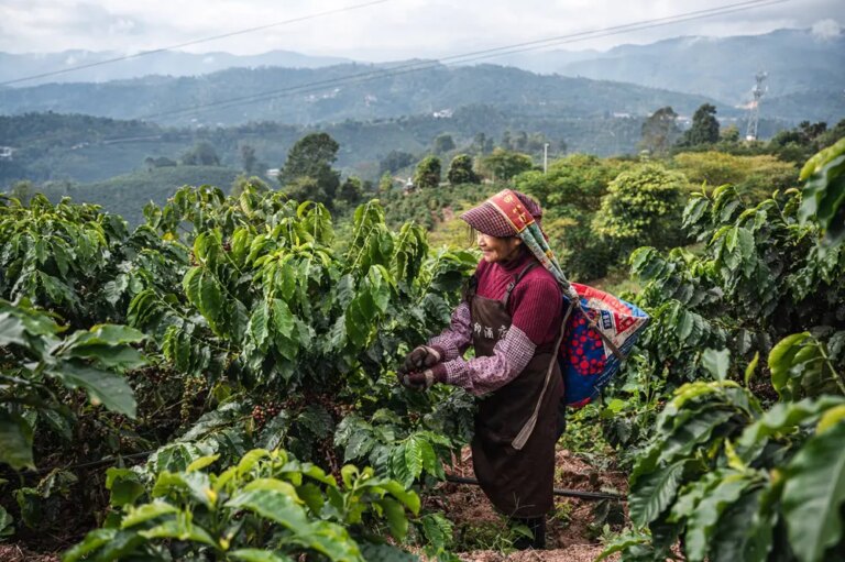 Cina: a Pu’er in corso la raccolta del caffè (1)