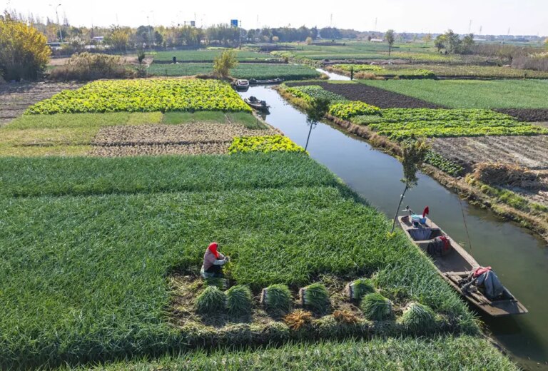 Cina: gli agricoltori si preparano al termine solare della “Grande Neve” (3)