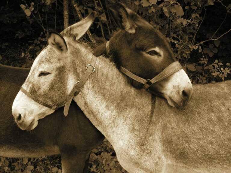 La battaglia dell’asino