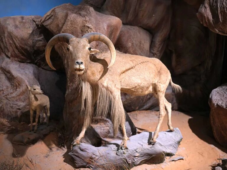 Il Museo Nazionale libico di Tripoli si prepara alla riapertura